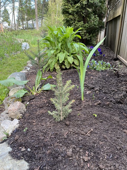 Trees planted at Westerra Equipment, Nanaimo