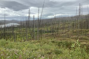 Our Commitment to Tree Planting Our Commitment to Tree Planting