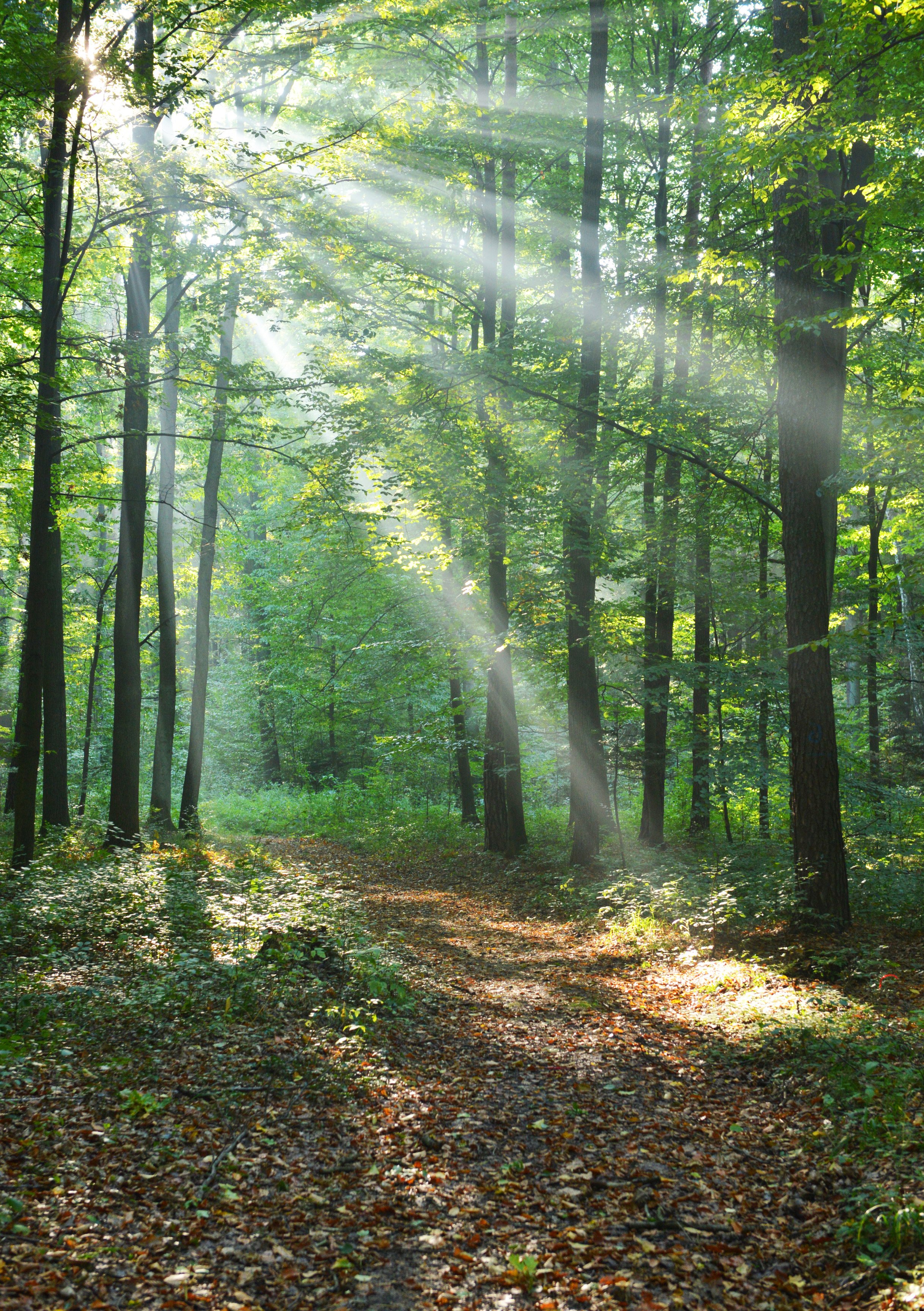 Reforestation after wildfires