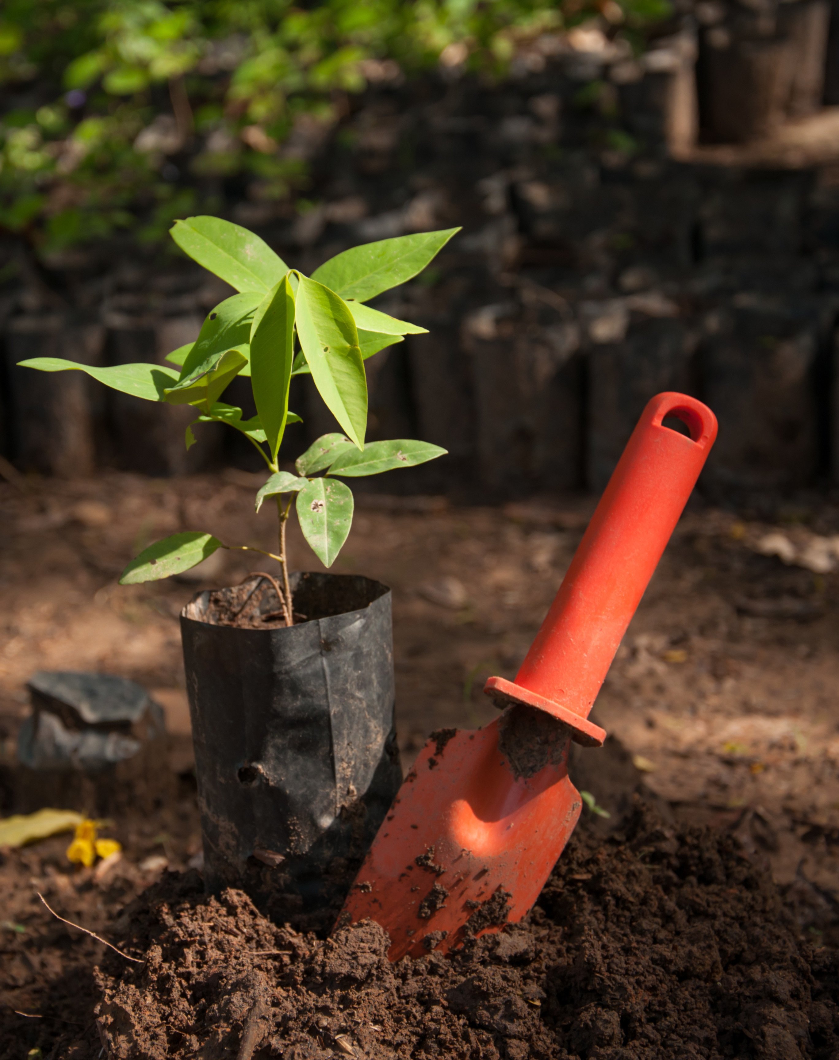 Tree planting commitment