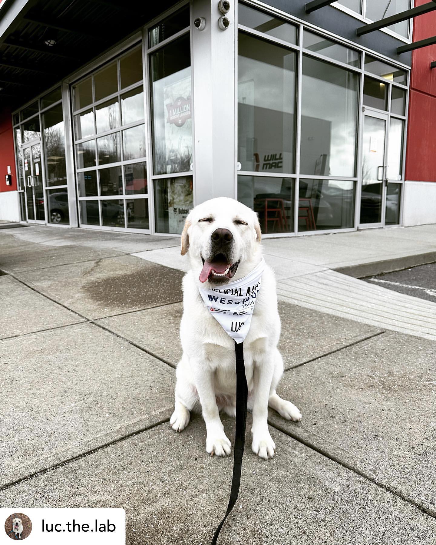 #repost @luc.the.lab I’m the official mascot for @wesgroupequipment @williams_mach and @westerraequipment ! My bandana even says so!!